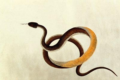 Schlange, aus Zeichnungen von Tieren, Insekten und Reptilien aus Malakka, 1805-18 von Chinese School